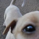 How to clone your dog